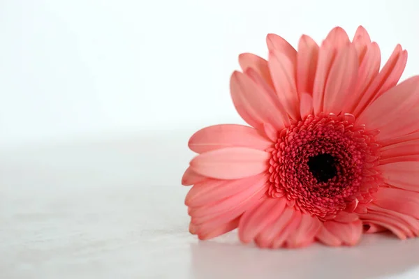 Beyaz arka planda Gerbera çiçeği. Saflık ve tazelik. Kadınsı gerçek fotoğraf..