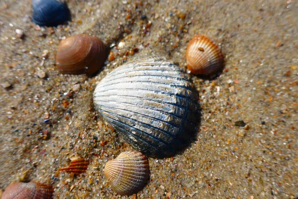 Hollanda 'da çok sayıda top mermisi