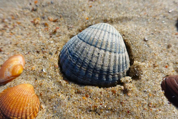 Hollanda 'da çok sayıda top mermisi