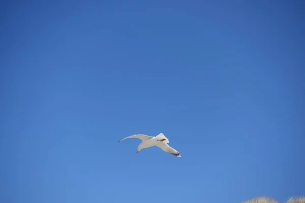 martı ile deniz manzara