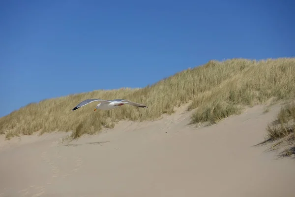 martı ile deniz manzara