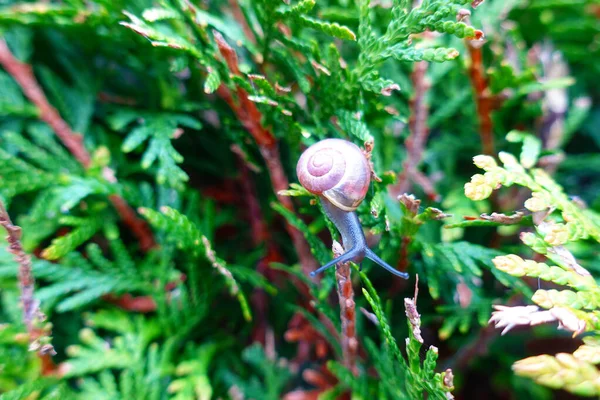 Salyangoz yeşil çitte süzülüyor, doğaya yakın.