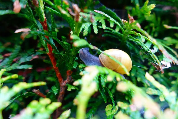 Salyangoz yeşil çitte süzülüyor, doğaya yakın.