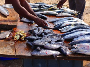 Sri Lanka travel nature wildlife