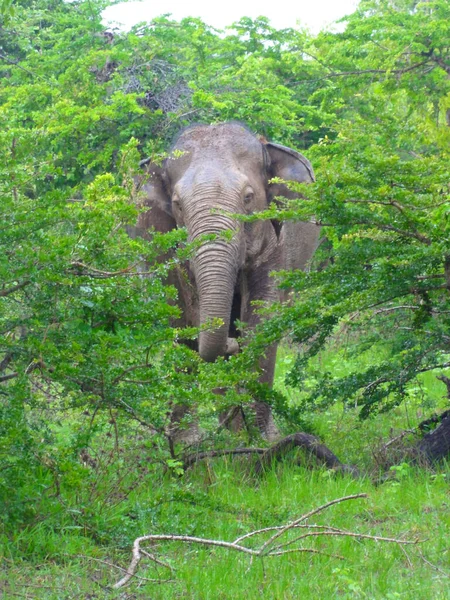 Sri Lanka Travel Nature Wildlife — Stock Photo, Image