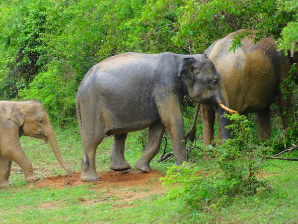 Sri Lanka Travel Nature Wildlife — стоковое фото