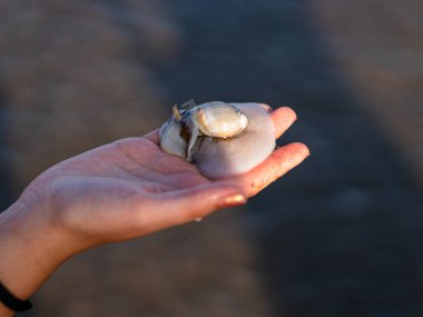 Kumsalda bir salyangoz tutuyor.