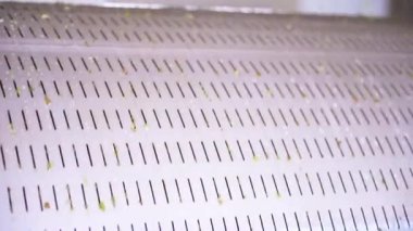 Şarap yapımında kullanılan kripto makinesi