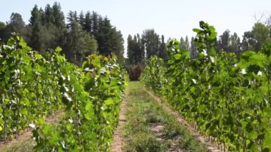 Ağaç yetiştiriciliğinin uzun çizgileri