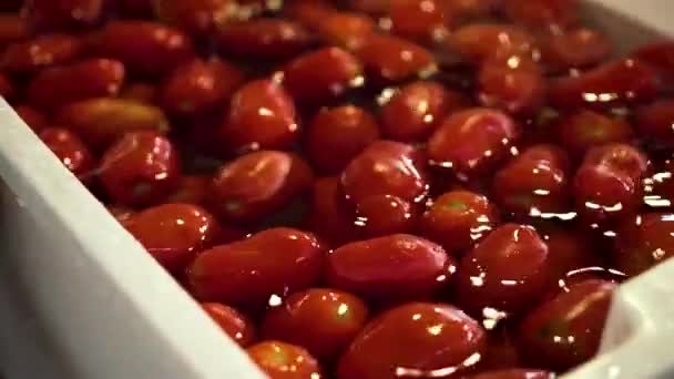 水の入ったボウルに赤いトマト — ストック動画