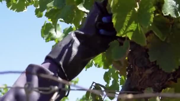 Farm Worker Harvesting Grapes Autumn — Stockvideo