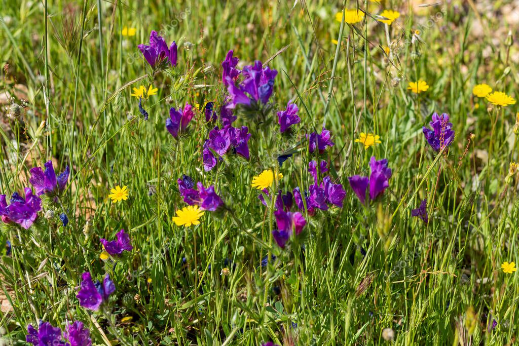 Spring is coming sun and water makes this beautiful flowering 2024