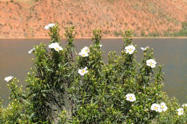 Bahar geliyor ve su bu güzel çiçeği açıyor.