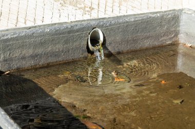 Taze ve kristal berrak su pınarı