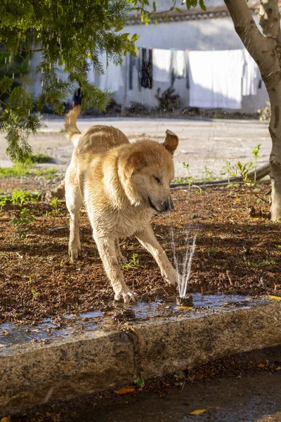 Puppy Labrador Retriever Playing Water Sprinkler — Stock Photo, Image