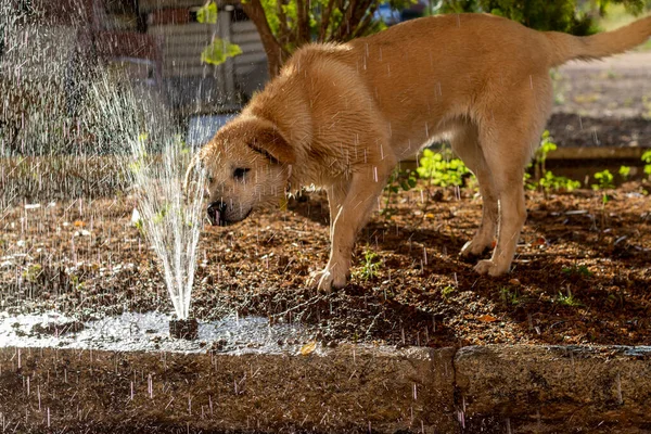 Puppy Labrador Retriever Playing Water Sprinkler — Stock Photo, Image