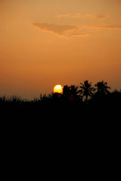 Sonnenuntergang Dschungel — Stockfoto