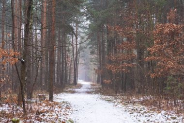 Turistlerin, kayakçıların ve doğanın inanılmaz durumlarının olduğu yüksek Tatra Dağları 'nın güzel kış manzaraları.