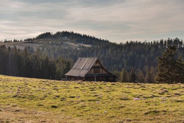 Özellikle de timsahlar olmak üzere Karpat dağ vadilerinde bahar çiçeklerinin açması..