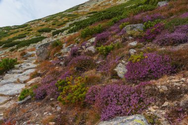Polonya ve Slovakya yüksek Tatra dağlarında yaz günbatımları ve gün doğumları