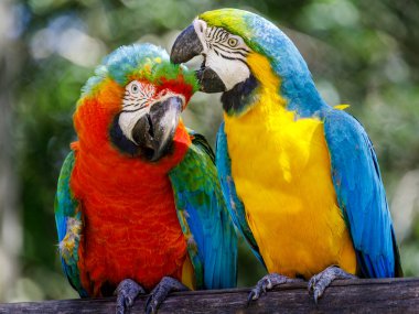 İki papağan - renkli tropikal kuşlar Pantanal, Brezilya