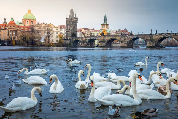 Swans Vltava River Charles Bridge Prague Czech Republic —  Fotos de Stock