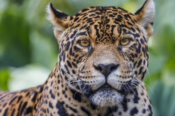 Jaguar Looking Camera Pantanal Wetlands Brazil — Fotografia de Stock