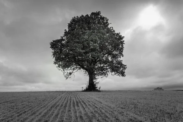 Árbol Solitario Campiña Del Estado Santa Catarina Sur Brasil —  Fotos de Stock