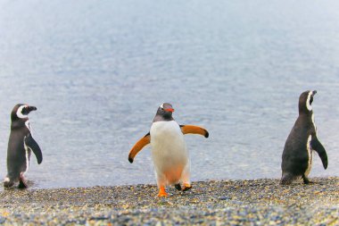 Gentoo Penguen ıssız bir plajda, Tierra Del fuego, Arjantin Güney Amerika