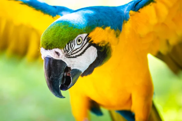 Parrot Macaw Flying Тропическая Птица Pantanal Бразилия — стоковое фото