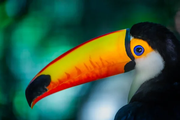 Colorful Cute Toco Toucan Tropical Bird Pantanal Brazil — 图库照片