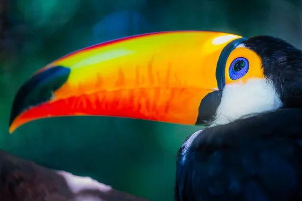 Colorful Cute Toco Toucan Tropical Bird Pantanal Brazil — 스톡 사진