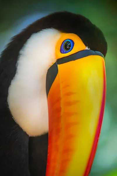 Colorful Toco Toucan Tropical Bird Looking Camera Pantanal Brazil — Fotografia de Stock