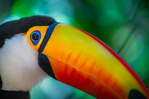 Colorful Cute Toco Toucan Tropical Bird Pantanal Brazil — Fotografia de Stock