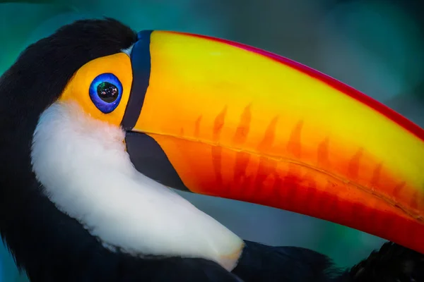 Pássaro Tropical Tucano Colorido Fofo Pantanal Brasil — Fotografia de Stock