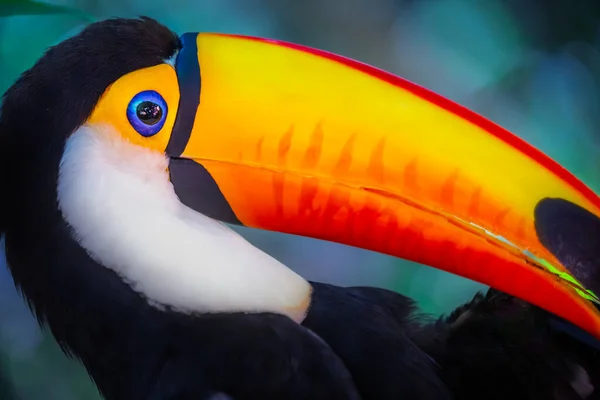 Colorful Cute Toco Toucan Tropical Bird Pantanal Brazil — Fotografia de Stock