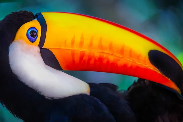 Colorful Cute Toco Toucan Tropical Bird Pantanal Brazil — Fotografia de Stock