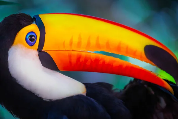 Pássaro Tropical Tucano Colorido Fofo Pantanal Brasil — Fotografia de Stock