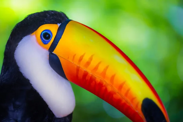 Pássaro Tropical Tucano Colorido Fofo Pantanal Brasil — Fotografia de Stock