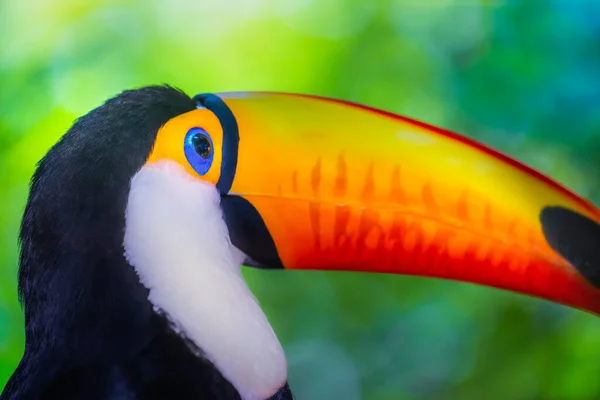 Pássaro Tropical Tucano Colorido Fofo Pantanal Brasil — Fotografia de Stock