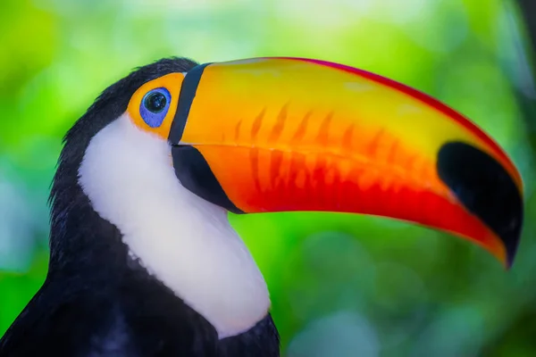 Colorful Cute Toco Toucan Tropical Bird Pantanal Brazil — Fotografia de Stock