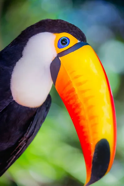 Pássaro Tropical Tucano Colorido Toco Olhando Para Câmera Pantanal Brasil — Fotografia de Stock