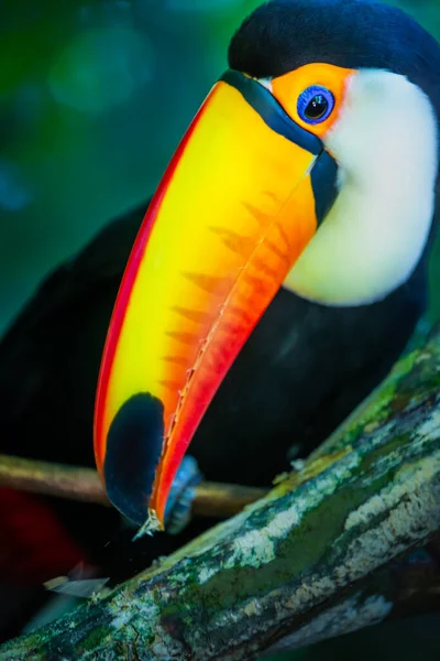 Pássaro Tropical Tucano Colorido Toco Olhando Para Câmera Pantanal Brasil — Fotografia de Stock