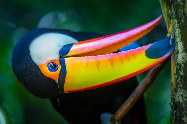 Colorato Uccello Tropicale Toco Toucan Guardando Fotocamera Pantanal Brasile — Foto Stock