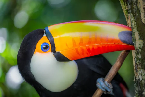 Colorful Cute Toco Toucan Tropical Bird Pantanal Brazil — Stock Photo, Image