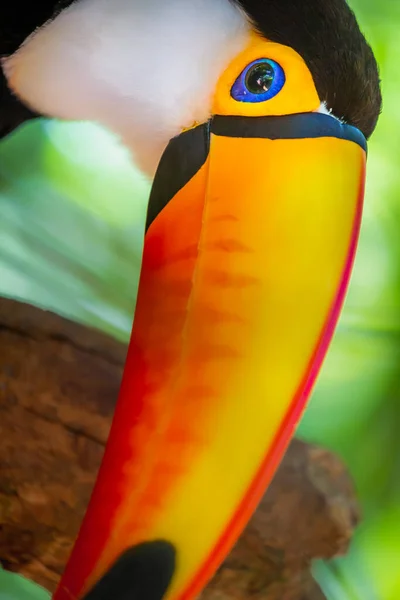 Colorful Toco Toucan Tropical Bird Looking Camera Pantanal Brazil — Stockfoto