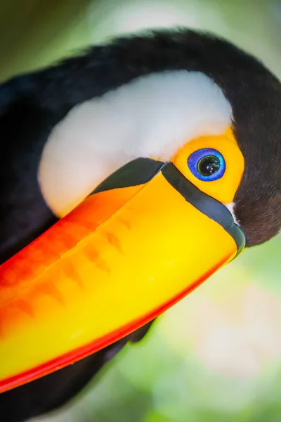 Красочная Тропическая Птица Токо Тукан Смотрит Камеру Пантанале Бразилия — стоковое фото