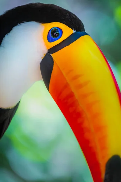Pássaro Tropical Tucano Colorido Toco Olhando Para Câmera Pantanal Brasil — Fotografia de Stock