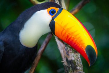 Pantanal, Brezilya 'da Toucan kenarı profili