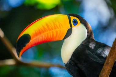 Pantanal, Brezilya 'da Toucan kenarı profili